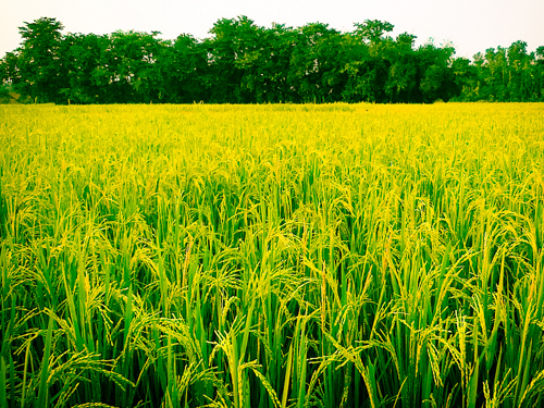 Paddy Special Products